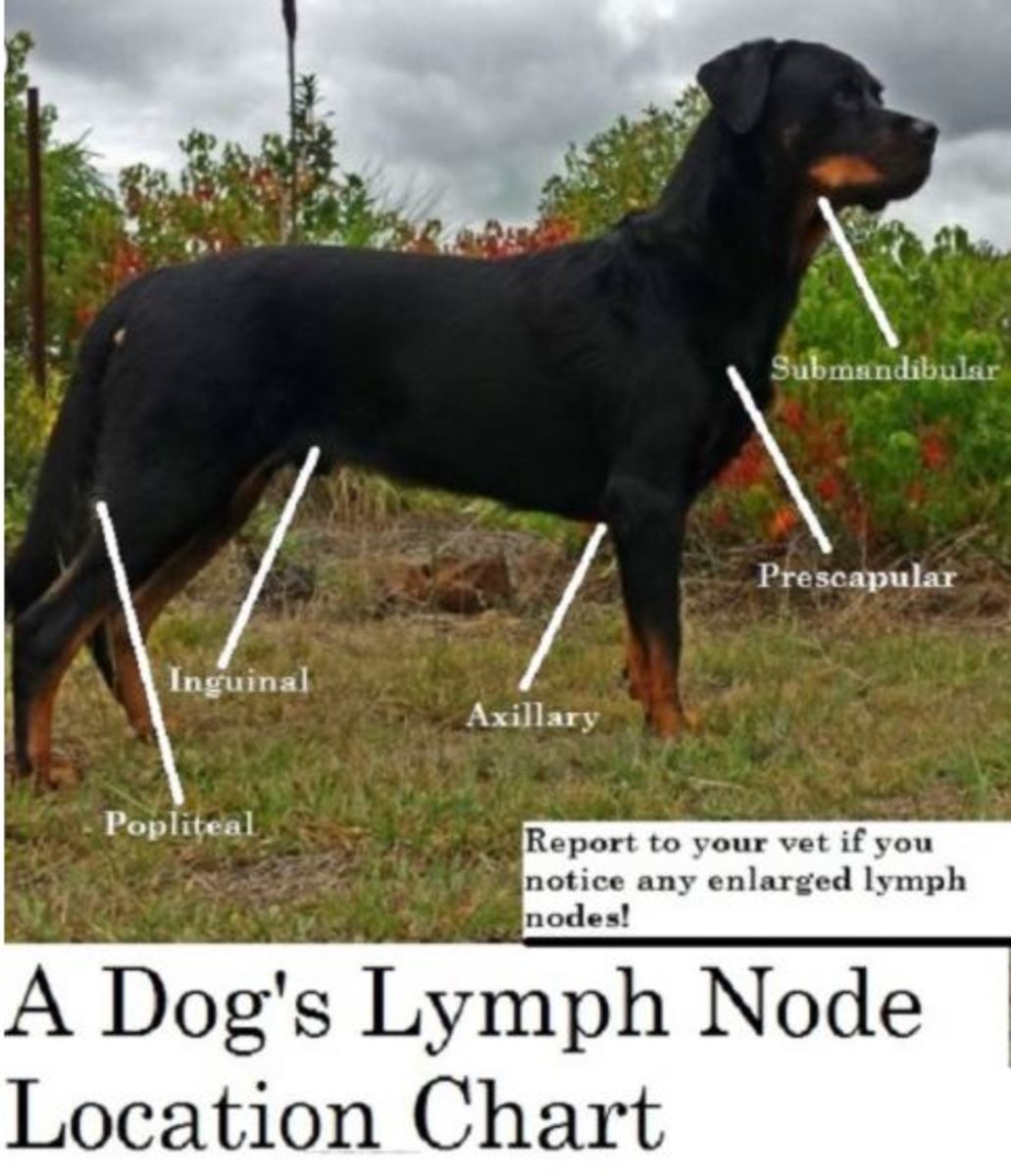 dog lymph node chart
