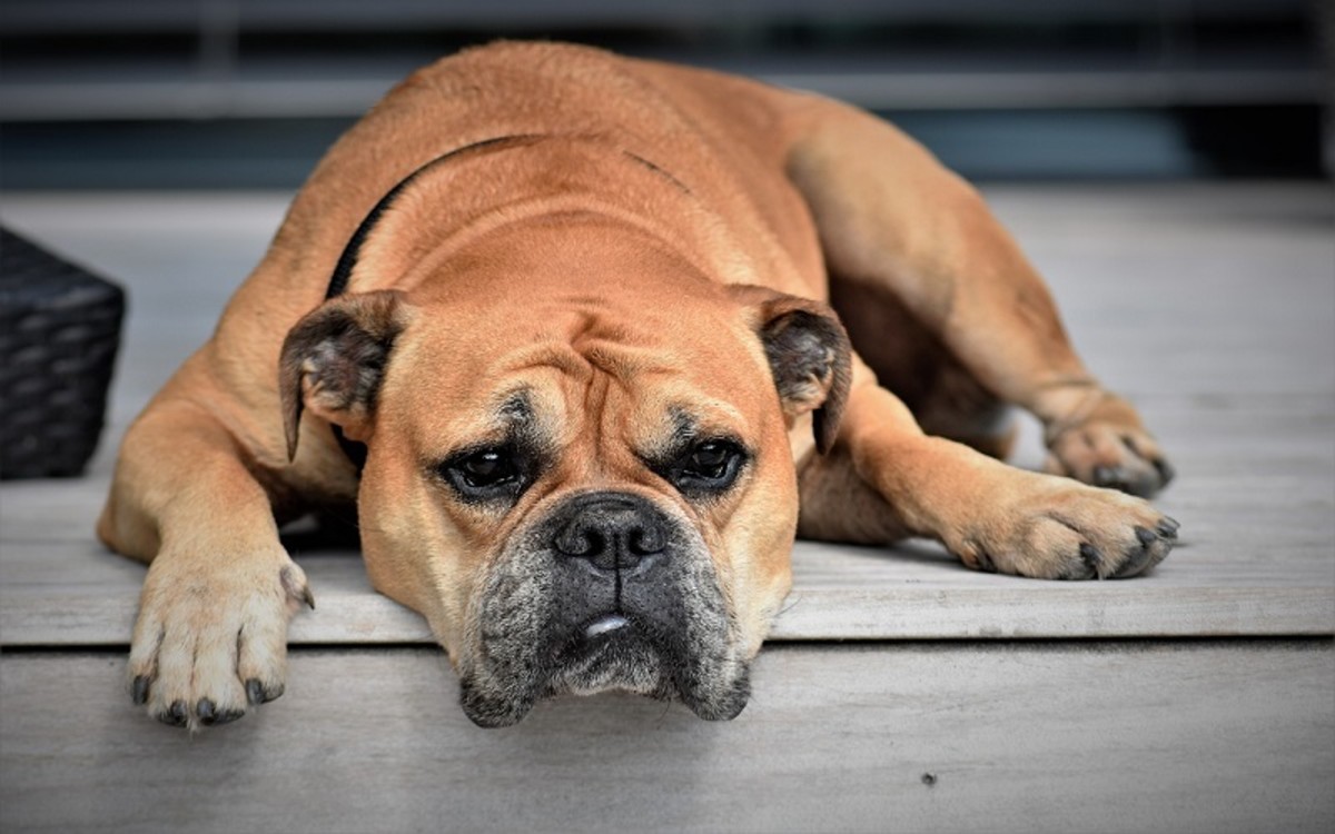 causes-of-enlarged-liver-in-dogs-dog-discoveries