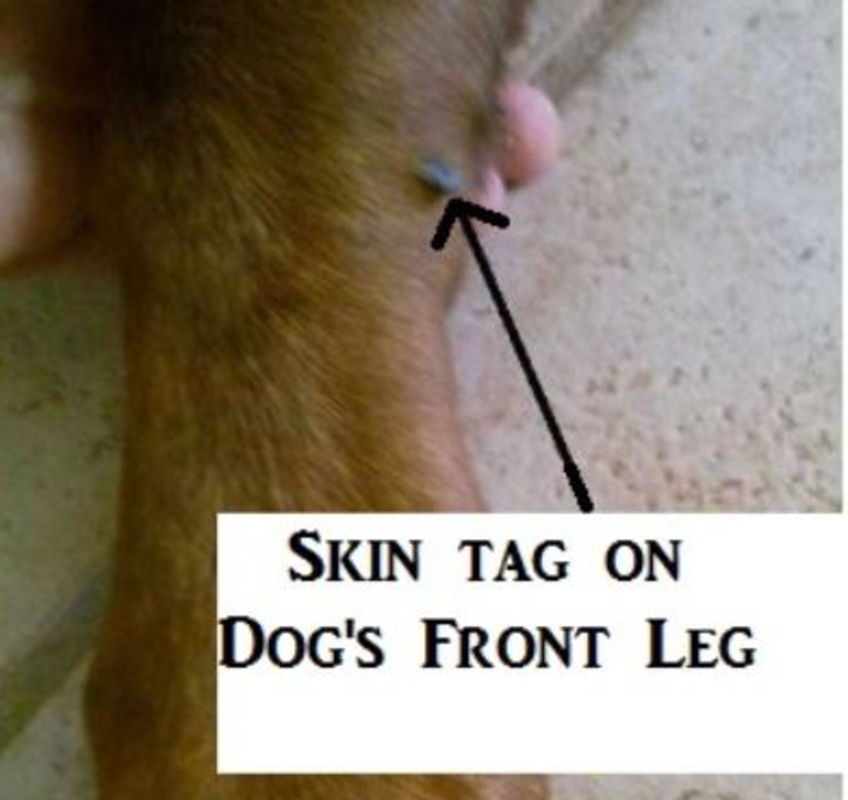  Picture of skin tag on dog's leg, all rights reserved, do not copy.