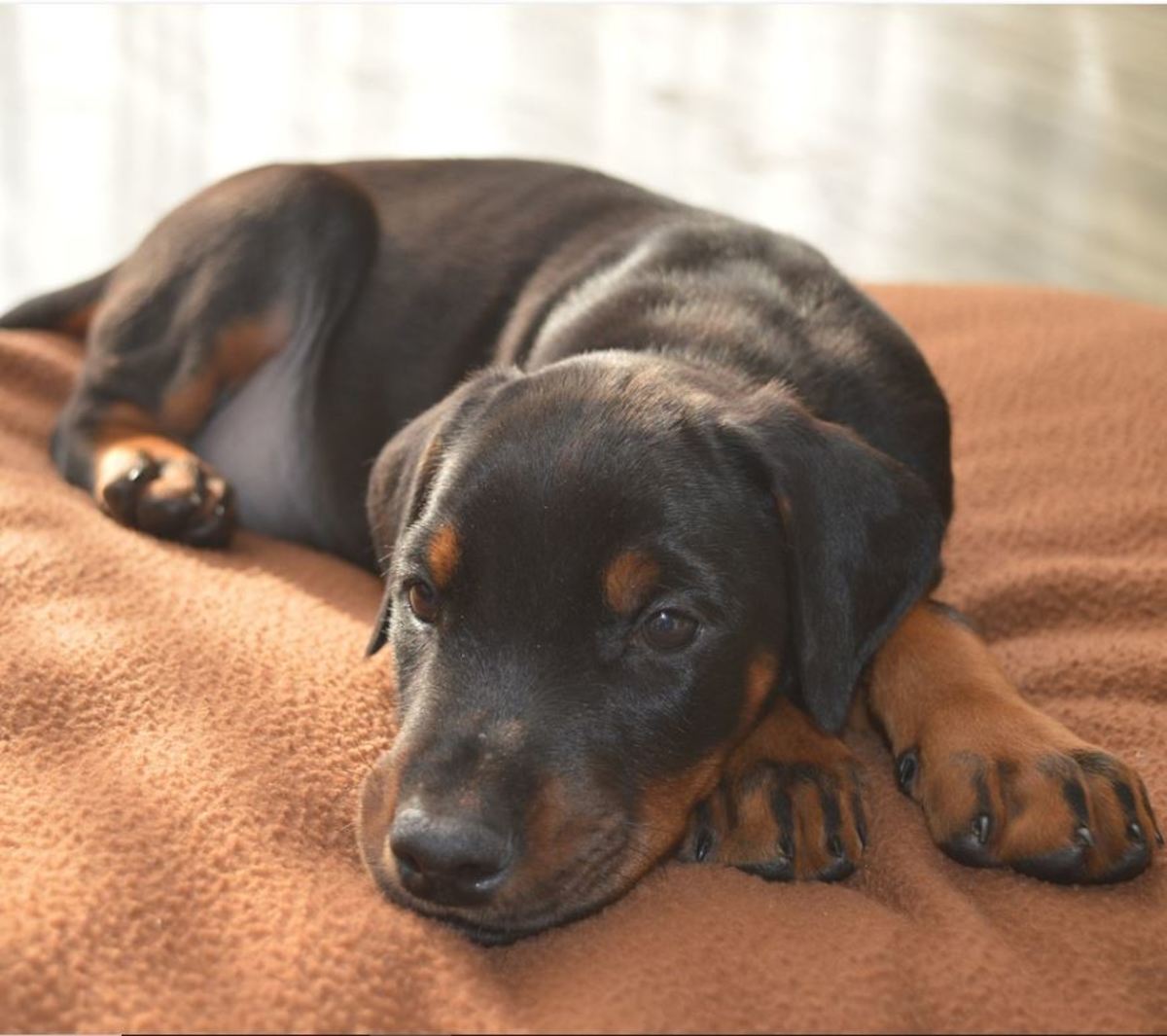 Ask the Vet: What is Blue Doberman Syndrome? - Dog Discoveries