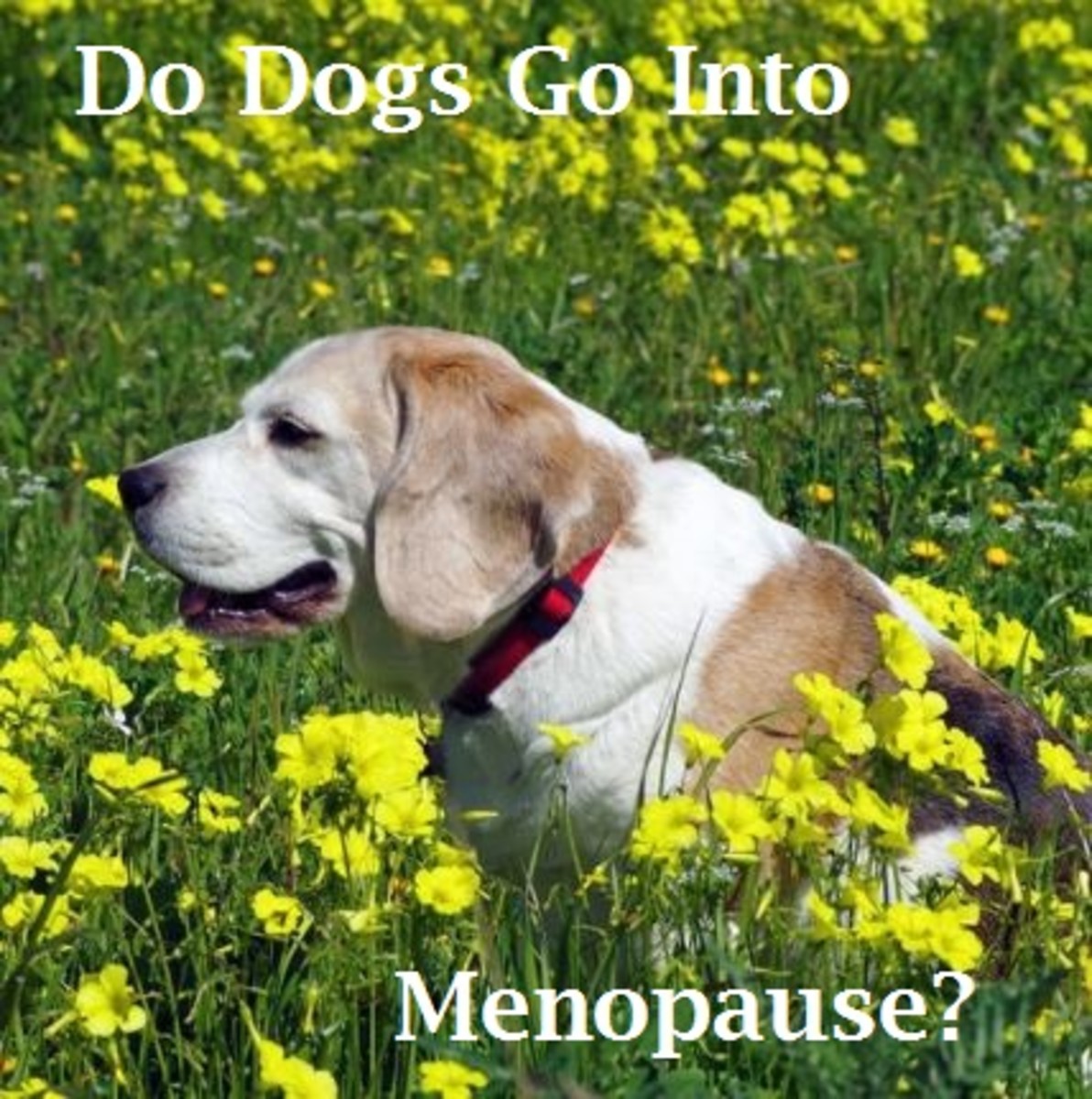 dog menopause