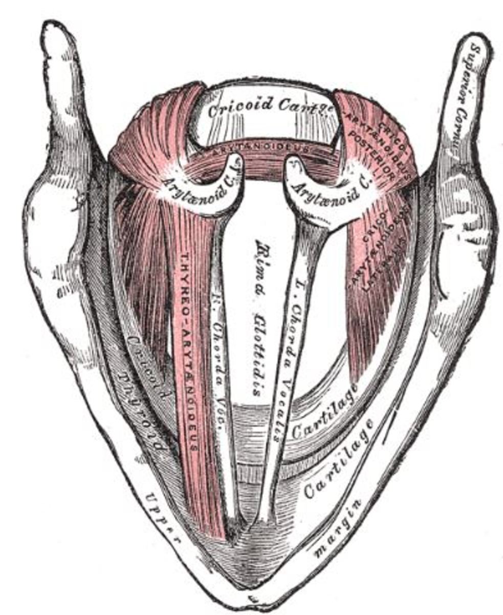  Anatomy of the Human Body, Henry Gray public domain