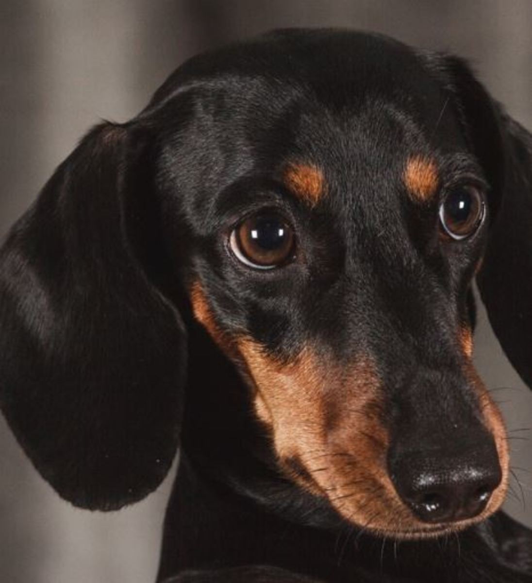 is gabapentin good for dog pain