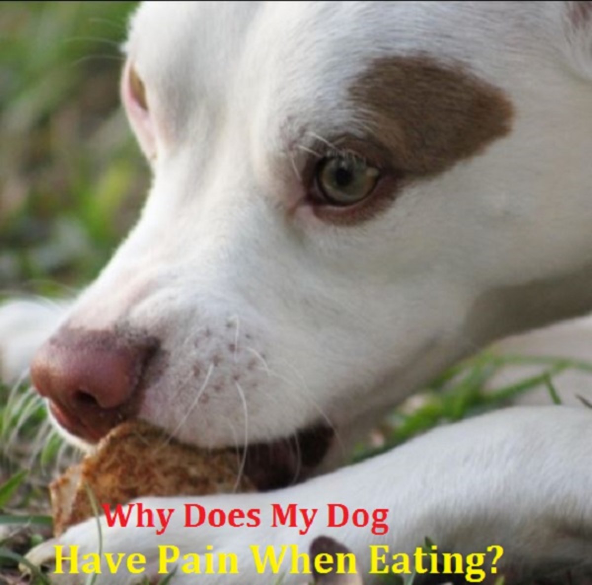dog pain eating