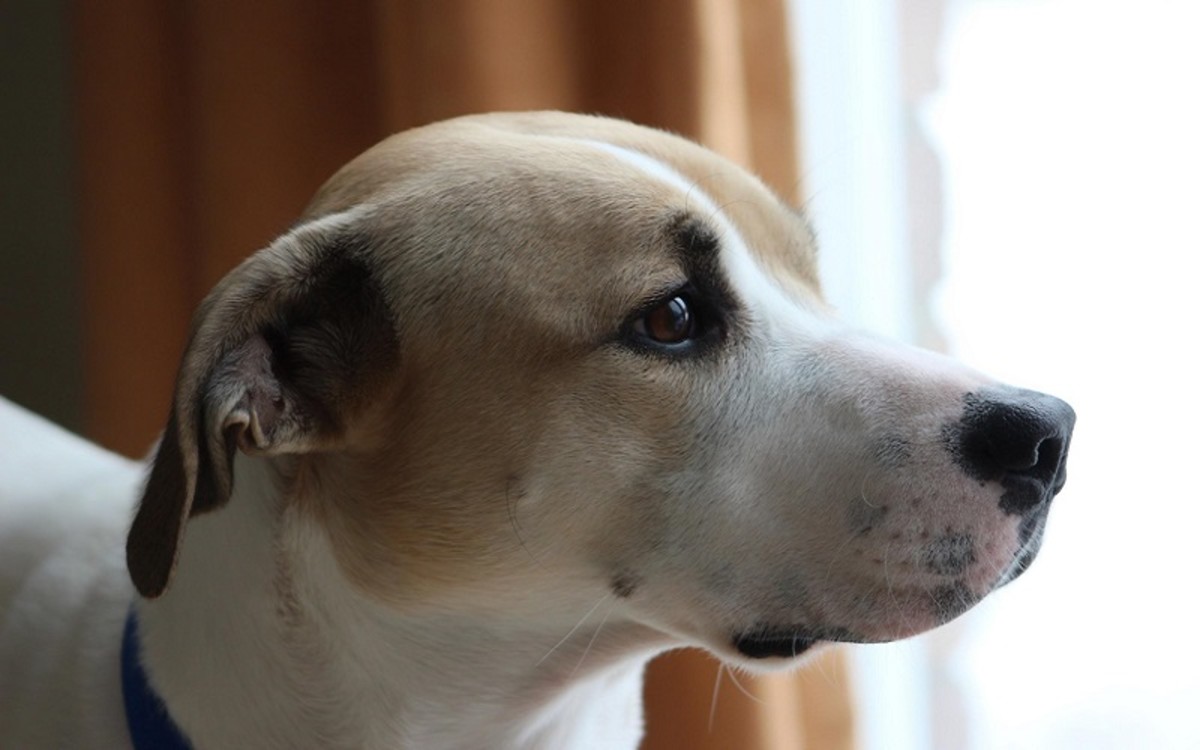 What Causes a Dog's Ear Hematoma to Come Back After Surgery? - Dog