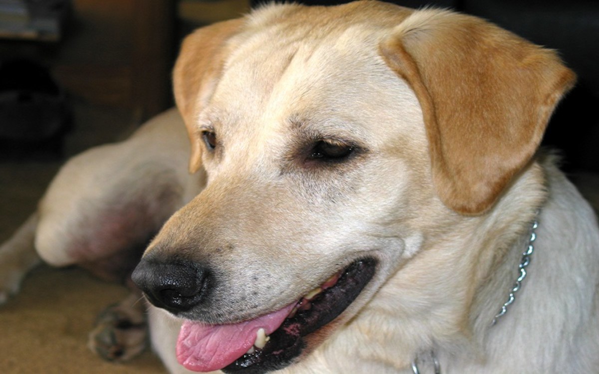 are-elk-antlers-safe-for-dogs-teeth