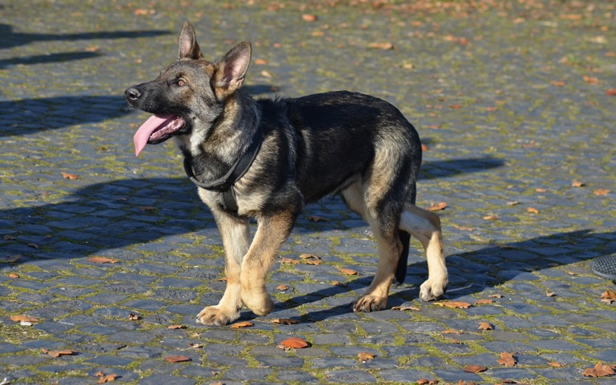 TPLO Failure And Complications In Dogs Dog Discoveries