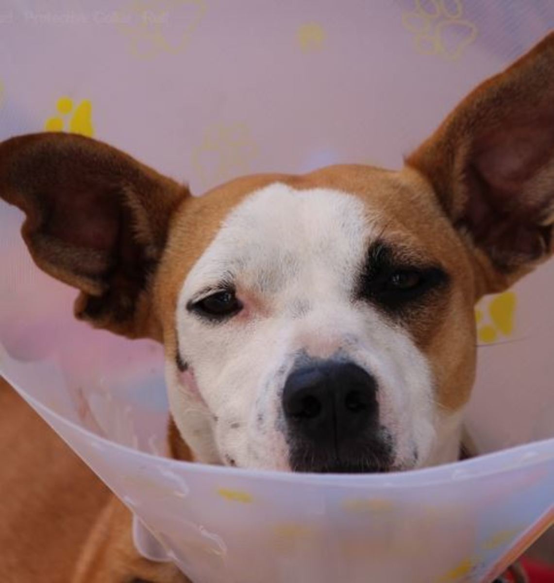  An Elizabethan collar helps prevent your dog from a popping a stitch
