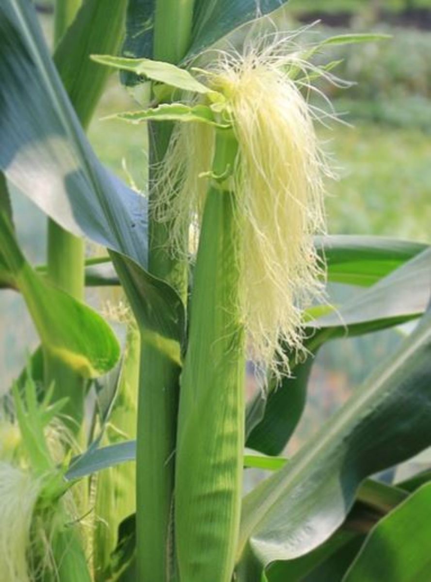 Corn silk for dog urinary incontinence