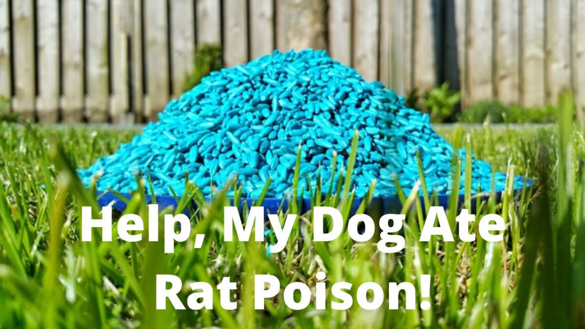 Ask The Vet Help My Dog Ate Rat Poison Dog Discoveries