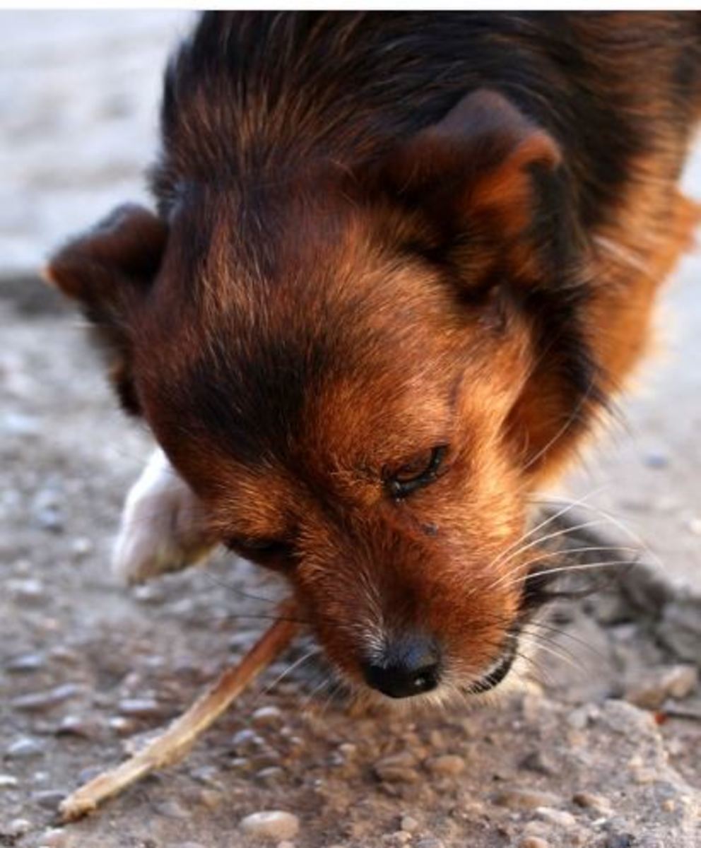 Ask The Vet Can Dogs Get Salmonella From Chicken Dog Discoveries