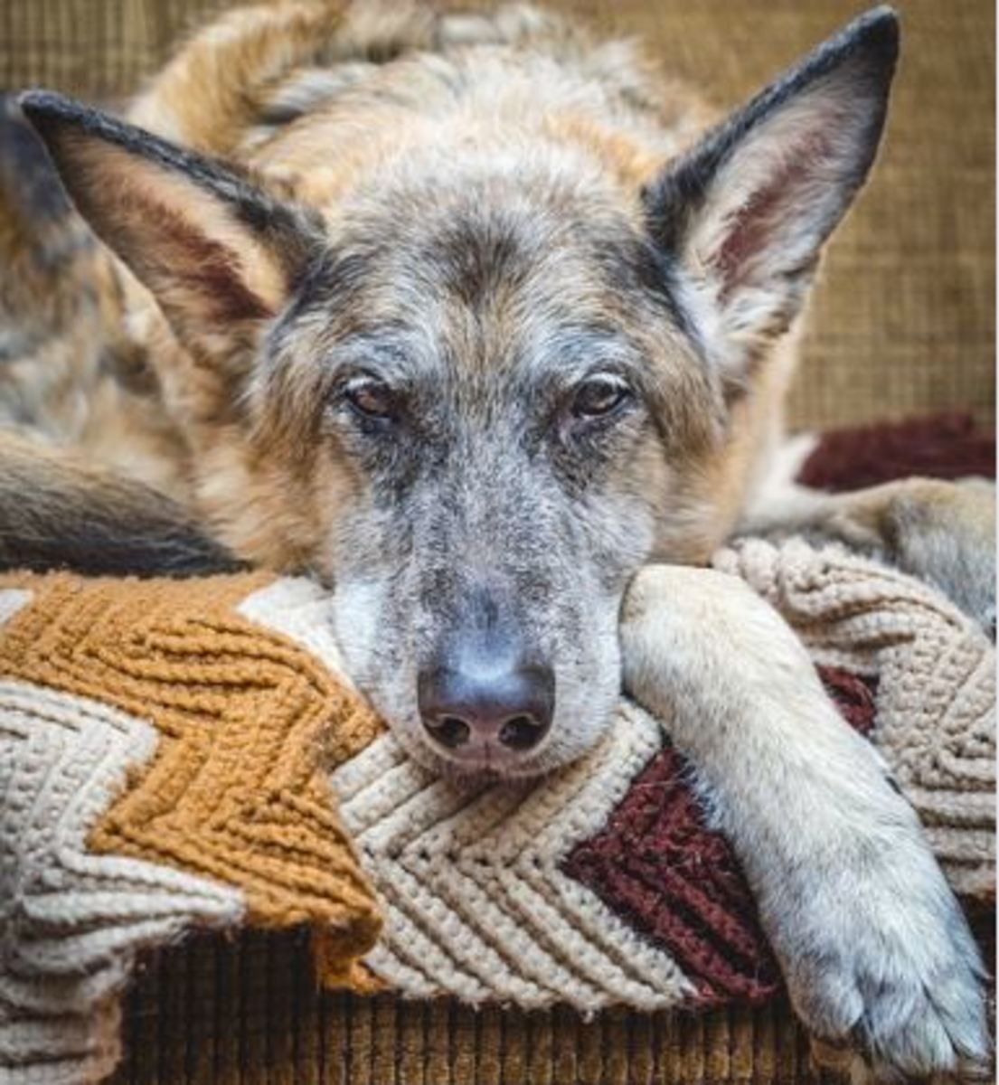 End Stages Of Kidney Disease In Dogs - Dog Discoveries