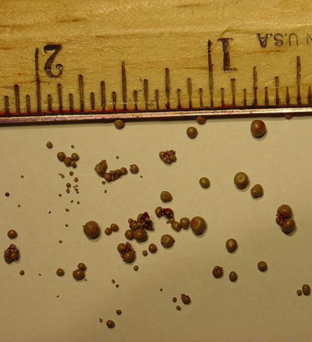  Picture of urate stones in dogs