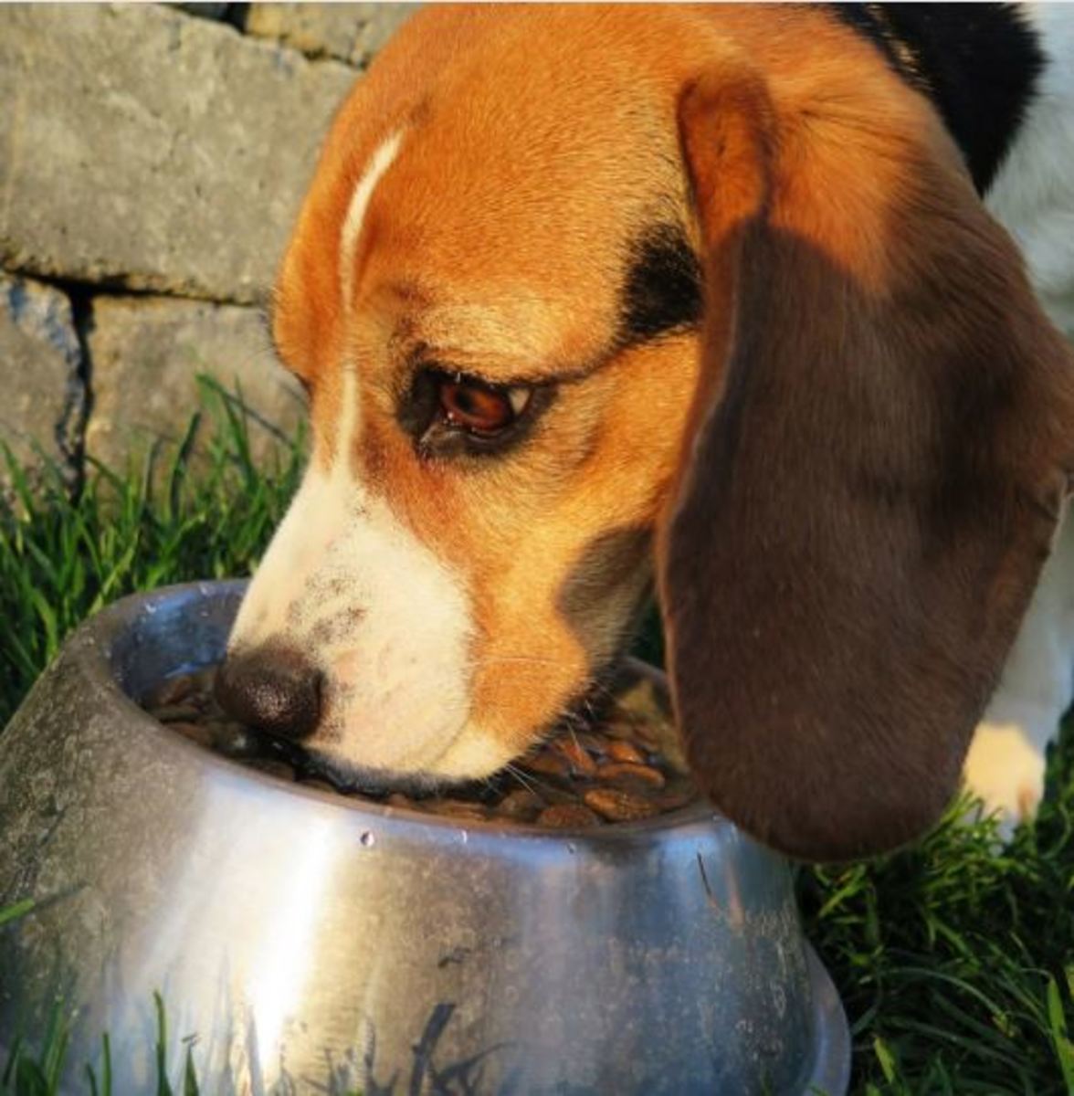 Any dietary changes can make dogs sick