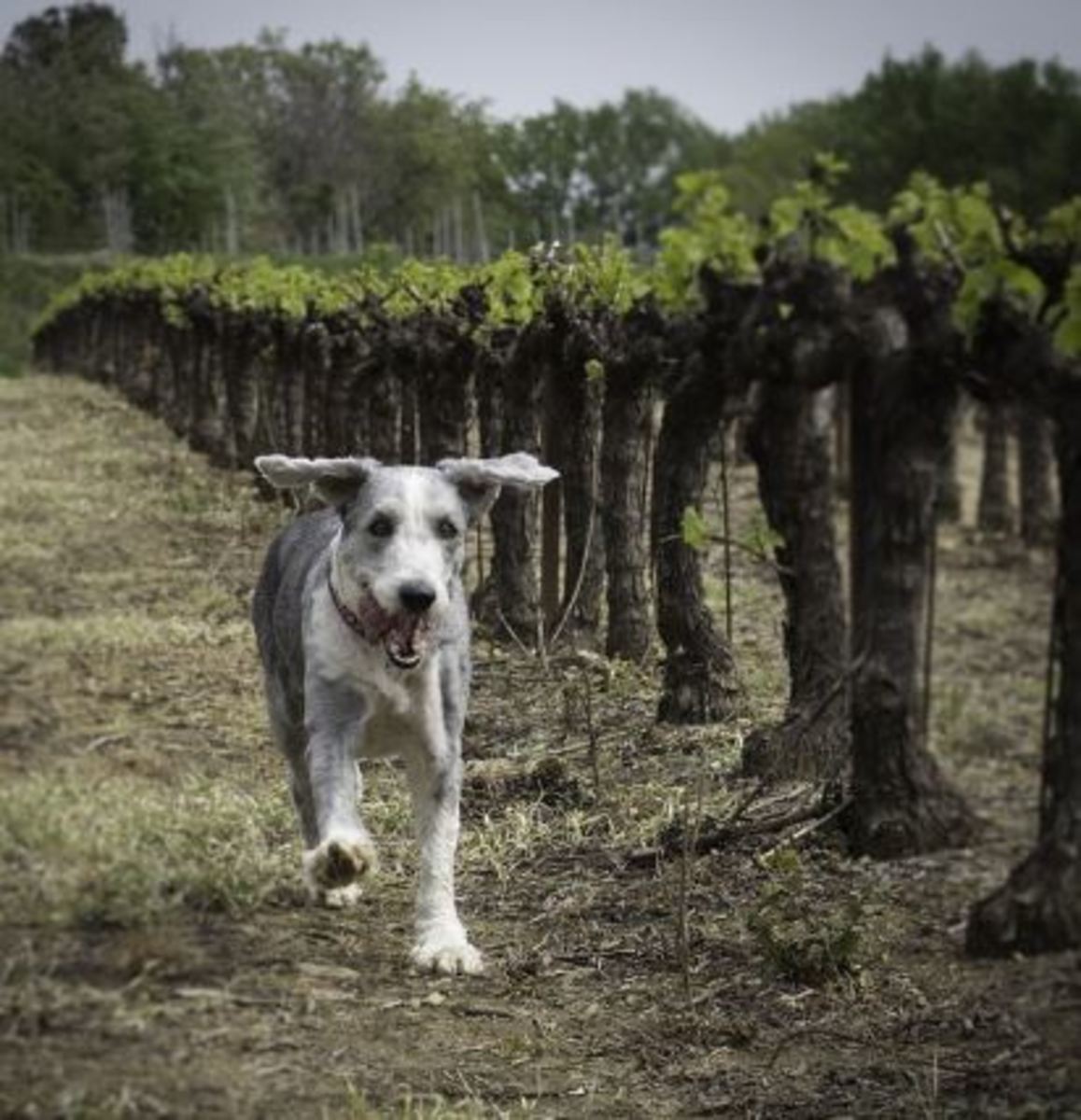are wild grapes poisonous to dogs