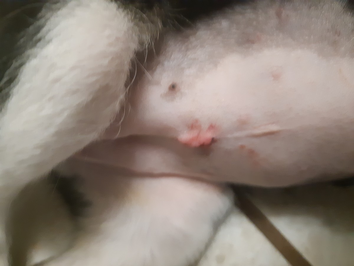 A picture of a dog's spay incision