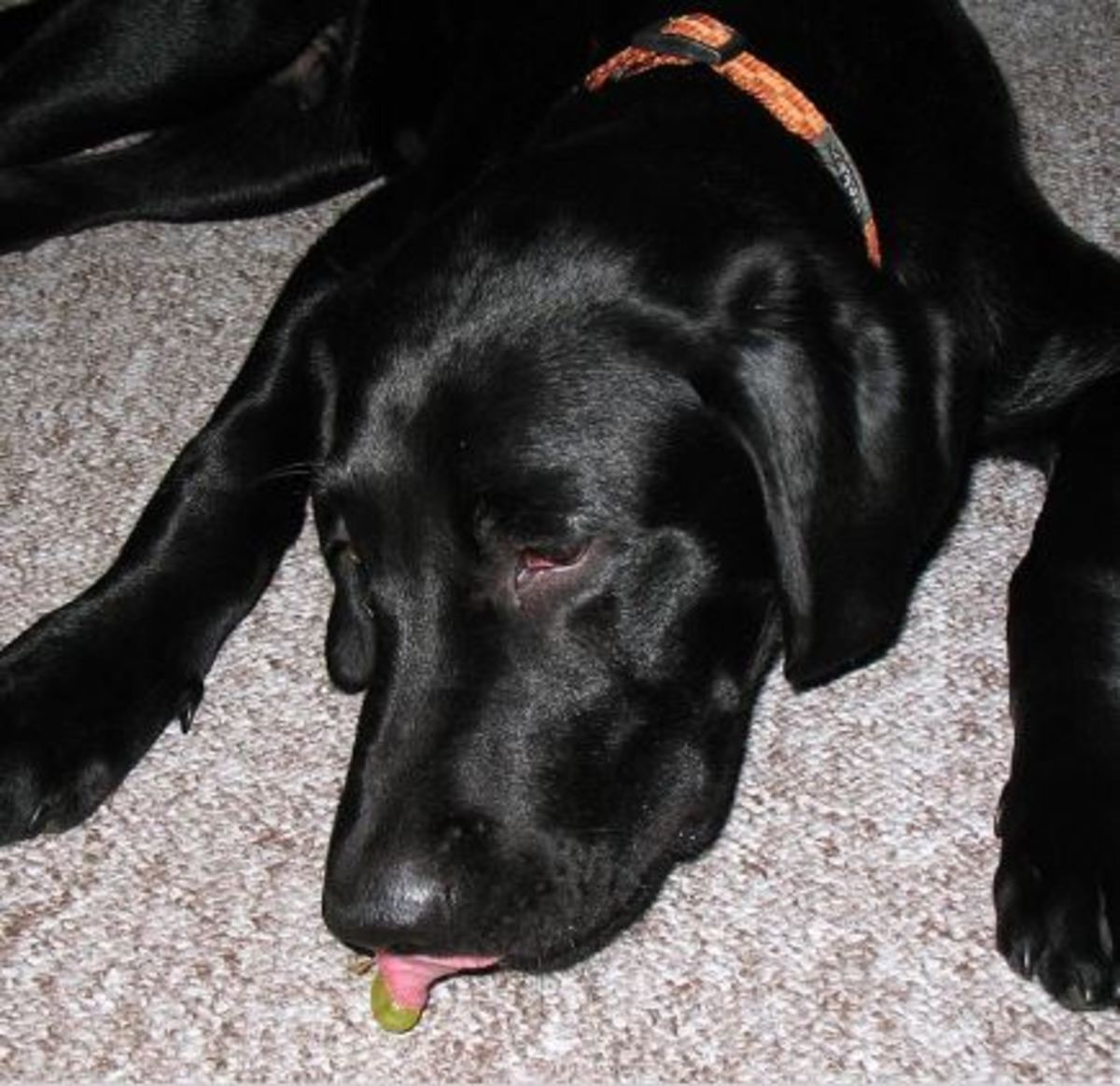 Dog ate grapes, grape toxicity in dogs