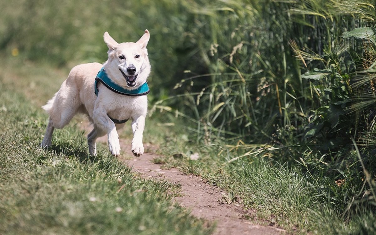 Can Dogs Get Tetanus?