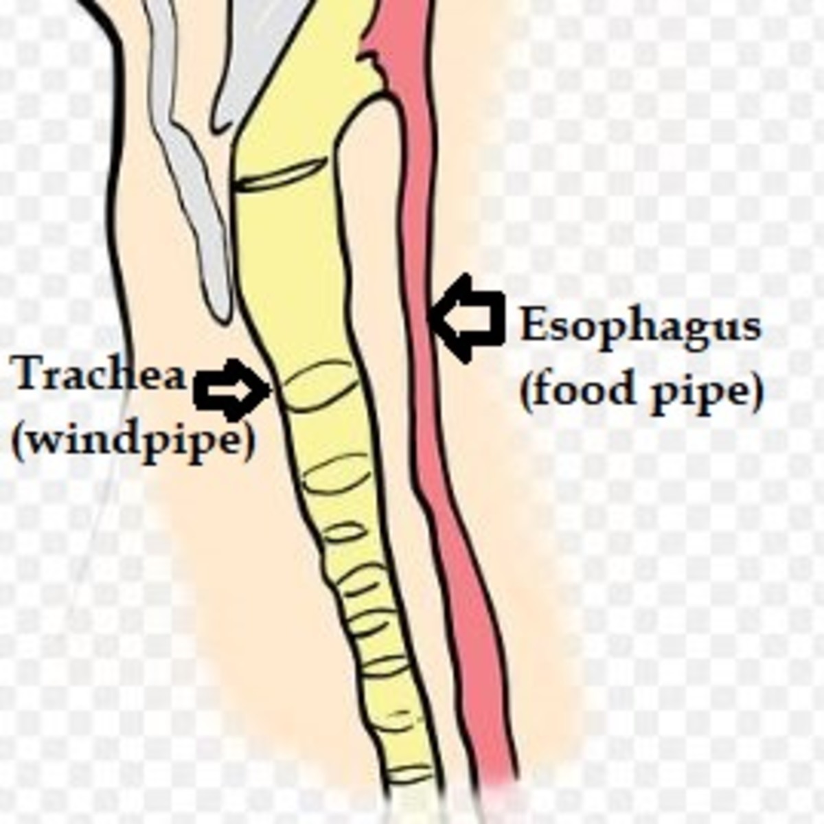 Esophagus anatomy (in this case not enlarged)