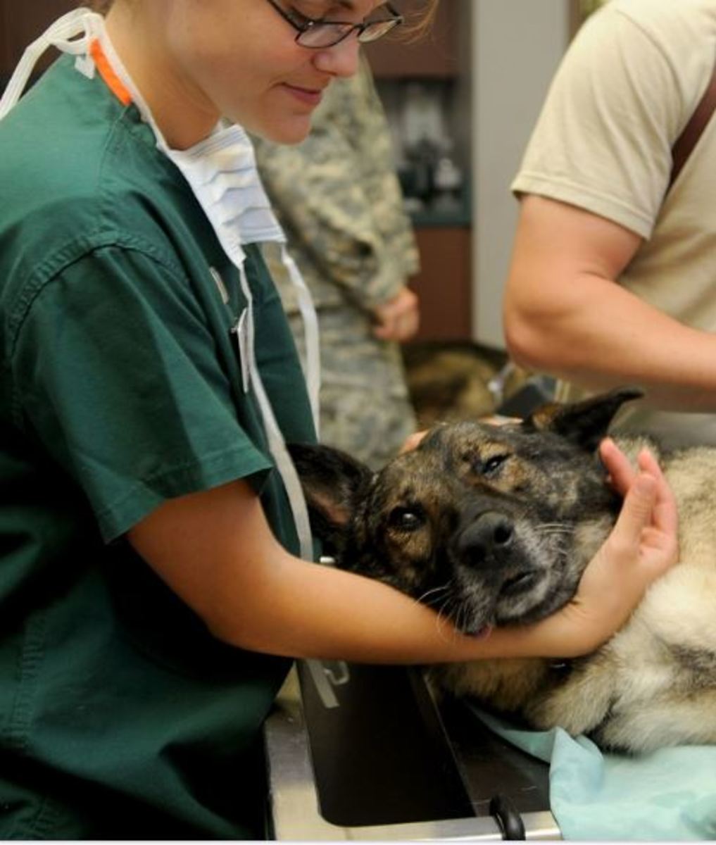 Ask A Vet Can Dogs Survive Diabetic Ketoacidosis Dka Dog Discoveries