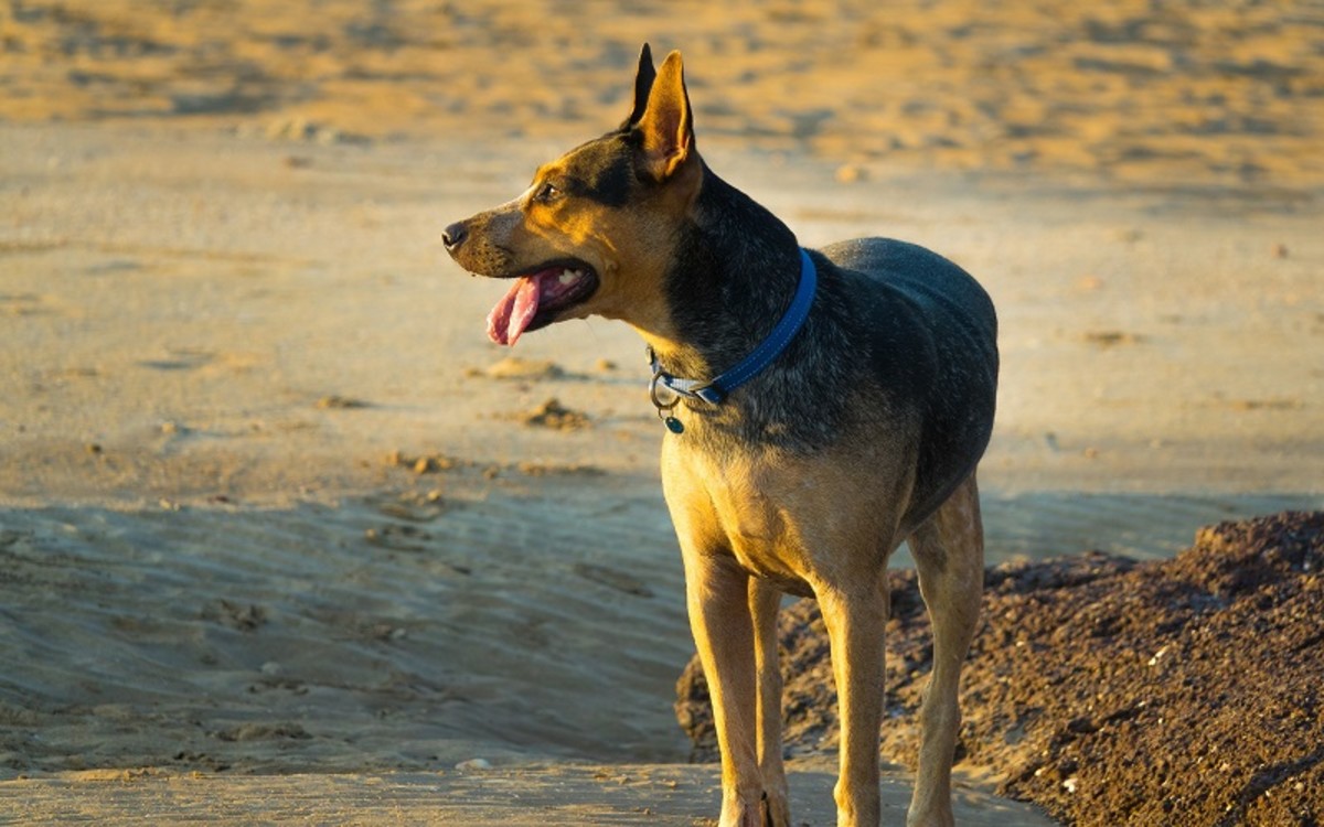 Causes of a Dog Keeping One Eye Closed