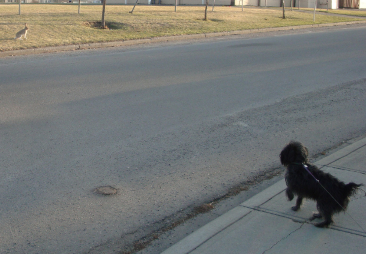 Dog on retractable leash spots a bunny across the road.