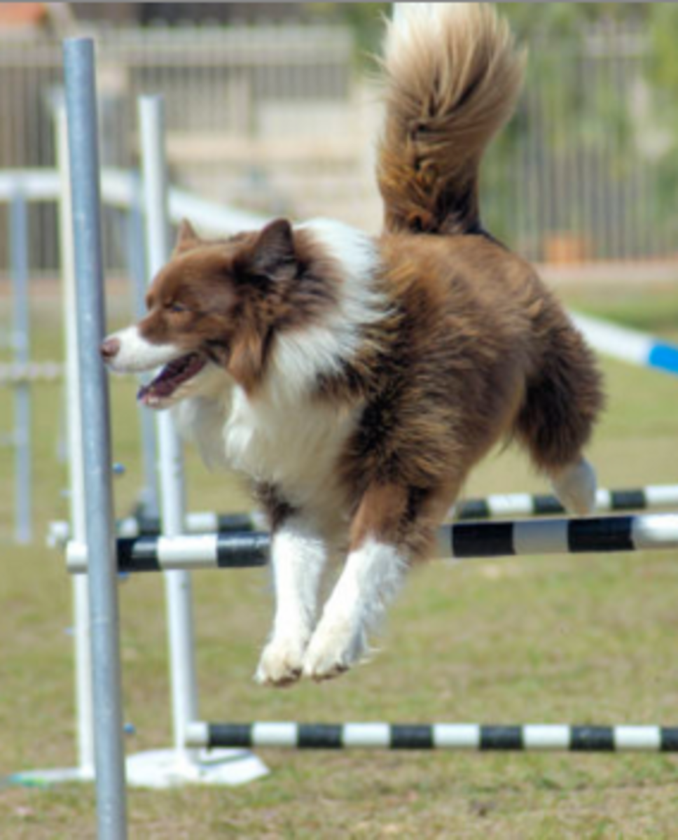 dog agility