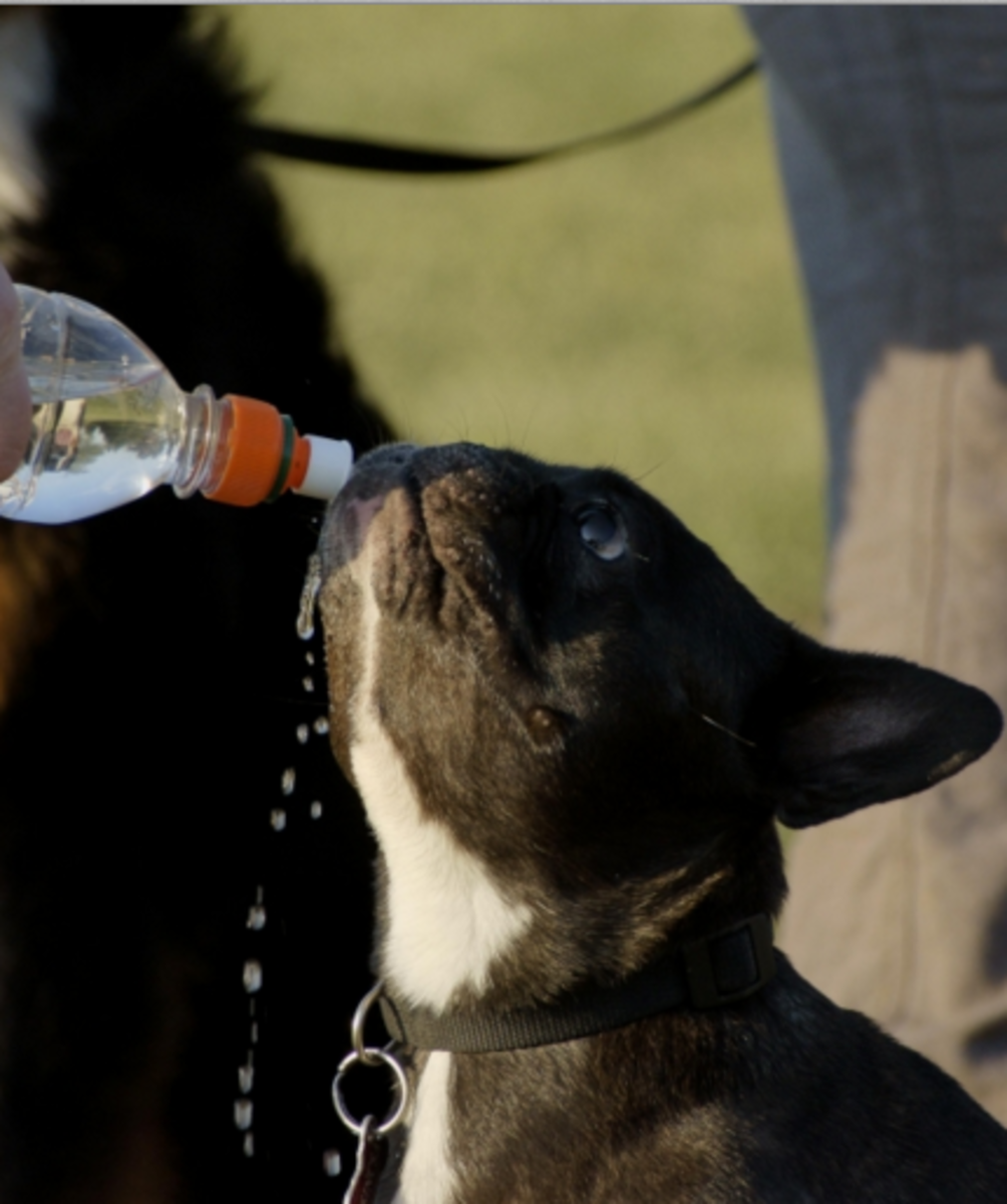 When Are Puppies Fully Potty Trained? A Potty Training