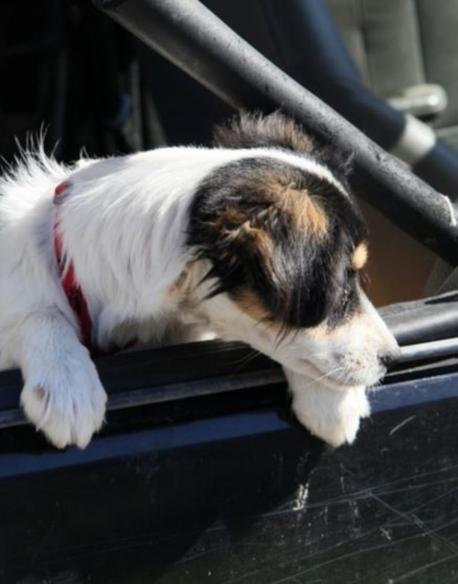 puppy-in-car