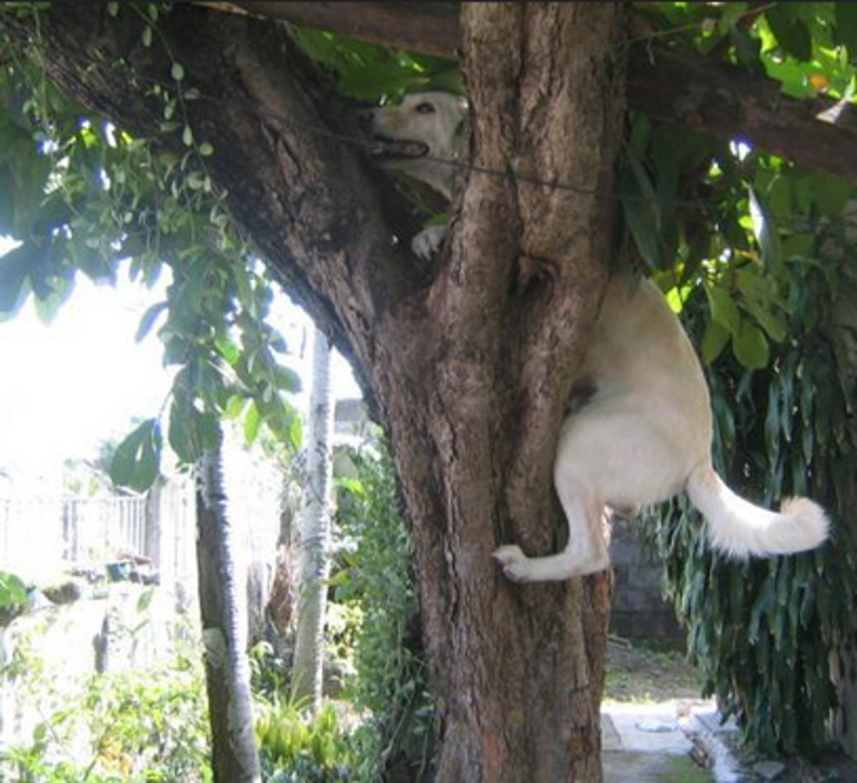 Four Dogs That Have Proven Dogs Can Climb Trees - Dog Discoveries