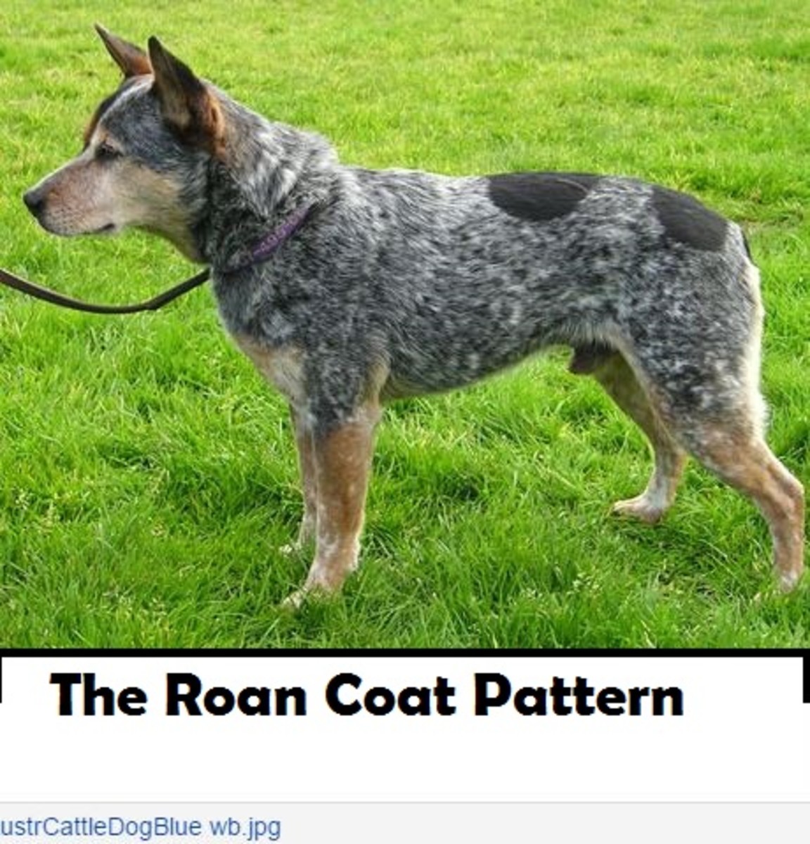 mottled coat dog