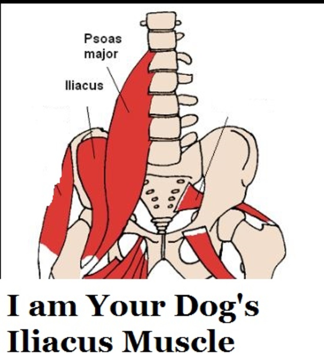 dog iliacus muscle