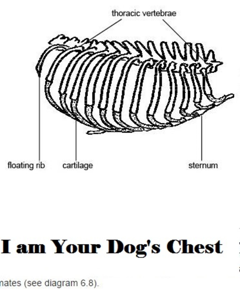 I am Your Dog's Chest - Dog Discoveries