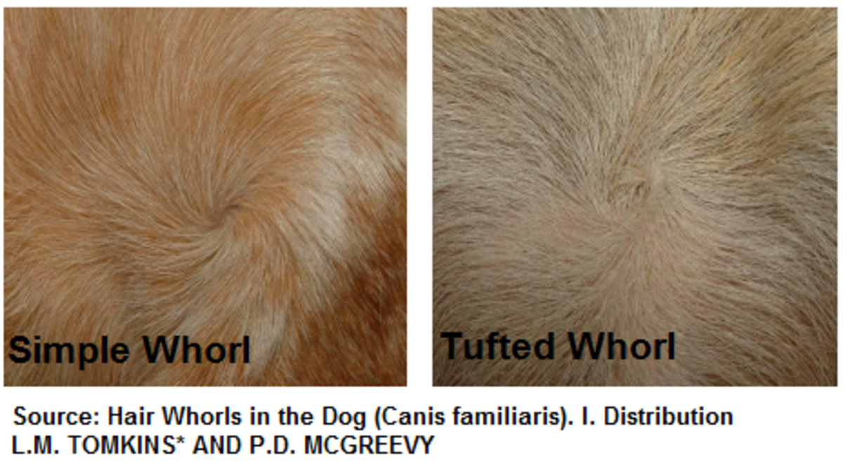 Five Fascinating Facts About Dog Hair Whorls - Dog Discoveries