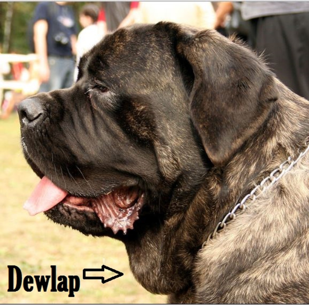 dog dewlap