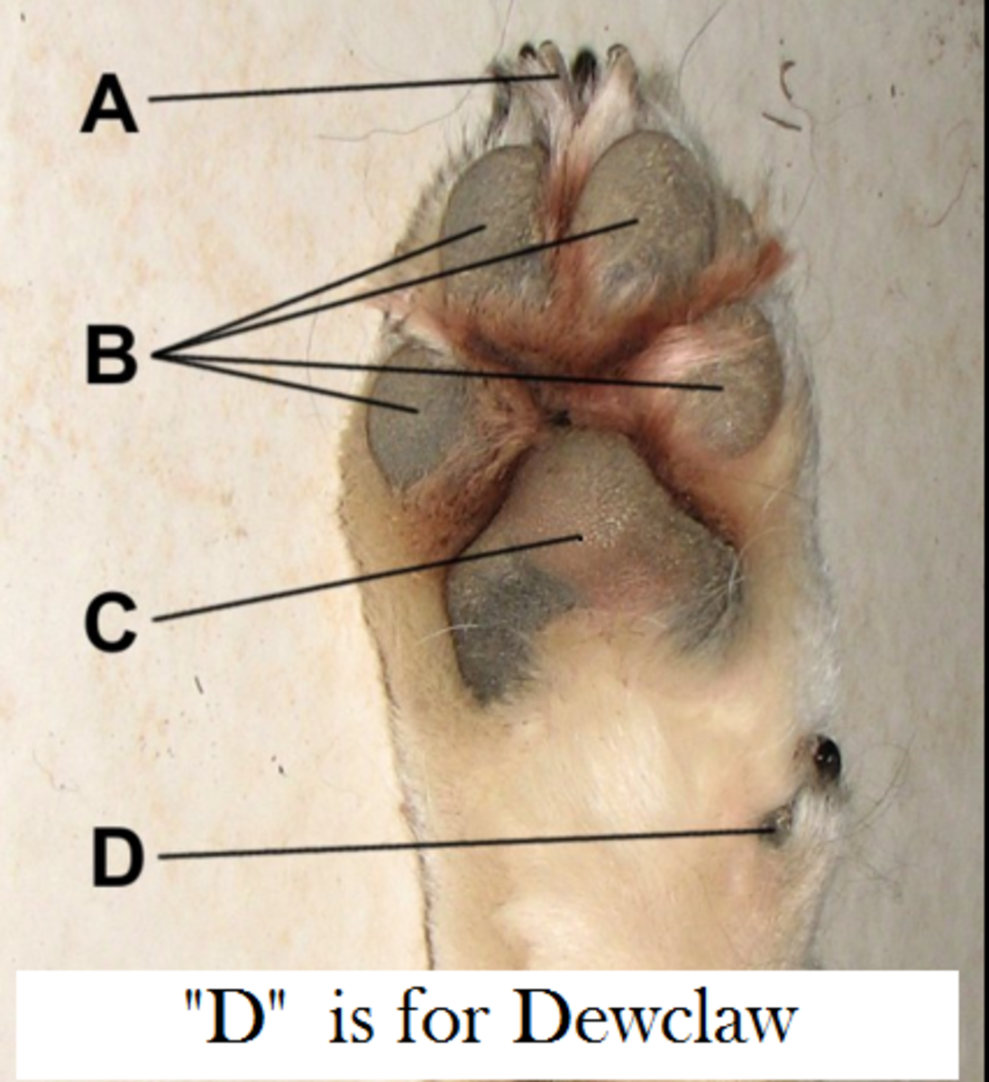 dog dewclaw