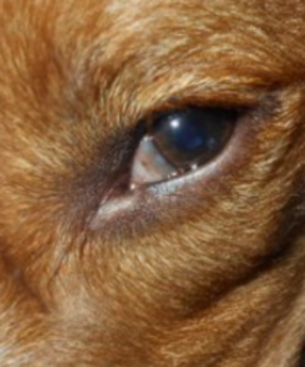 how to treat nystagmus in dogs