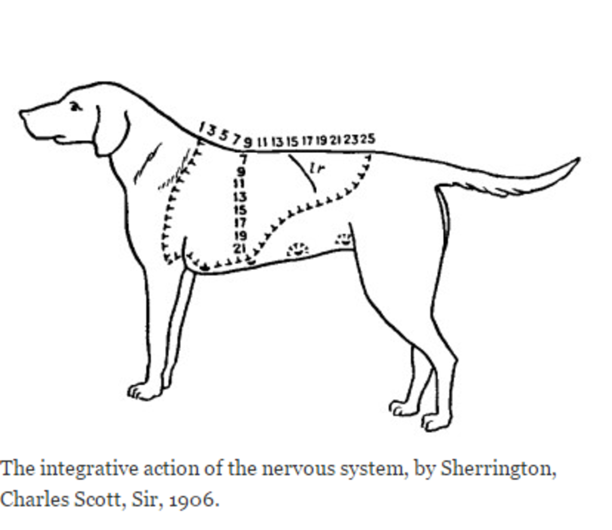 do dogs like their scratch reflex scratched