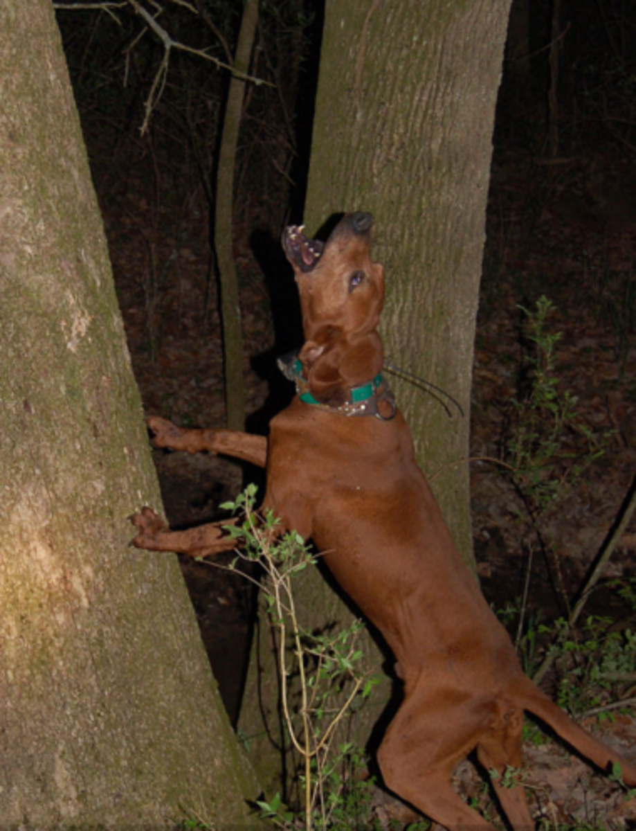 A redbone coonhound