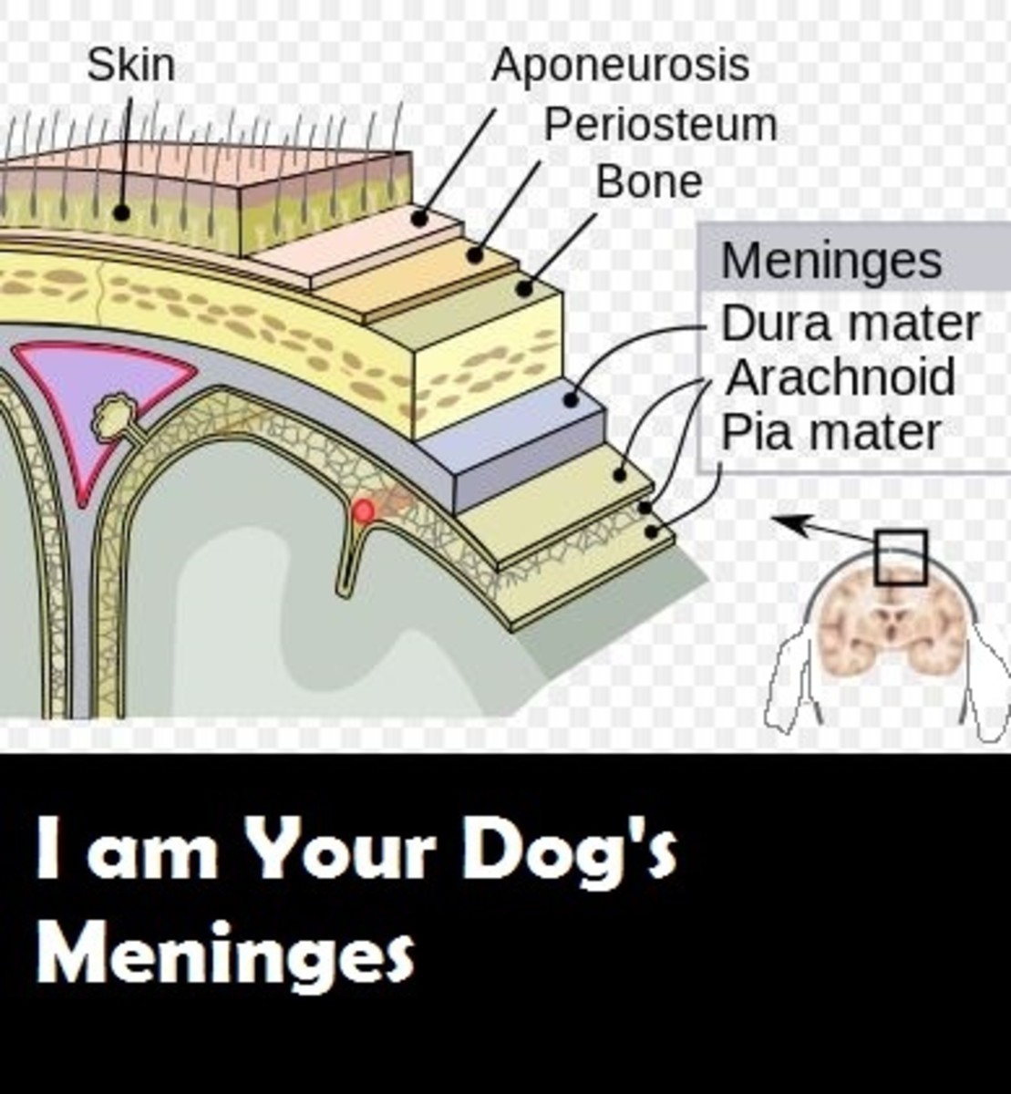 dog-meninges