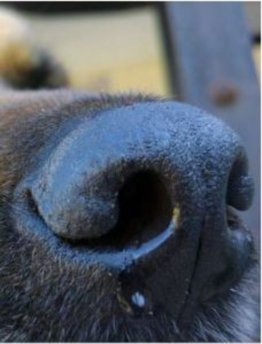 dog nose dripping