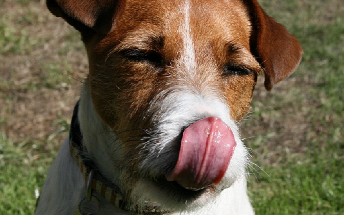 Six Surprising Reasons Why Dogs Smack Their Lips