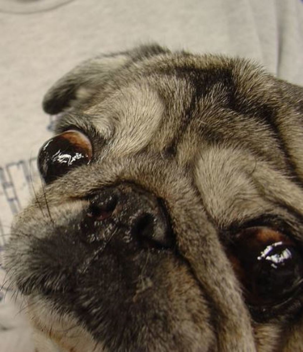 Exophthalmos in pug
