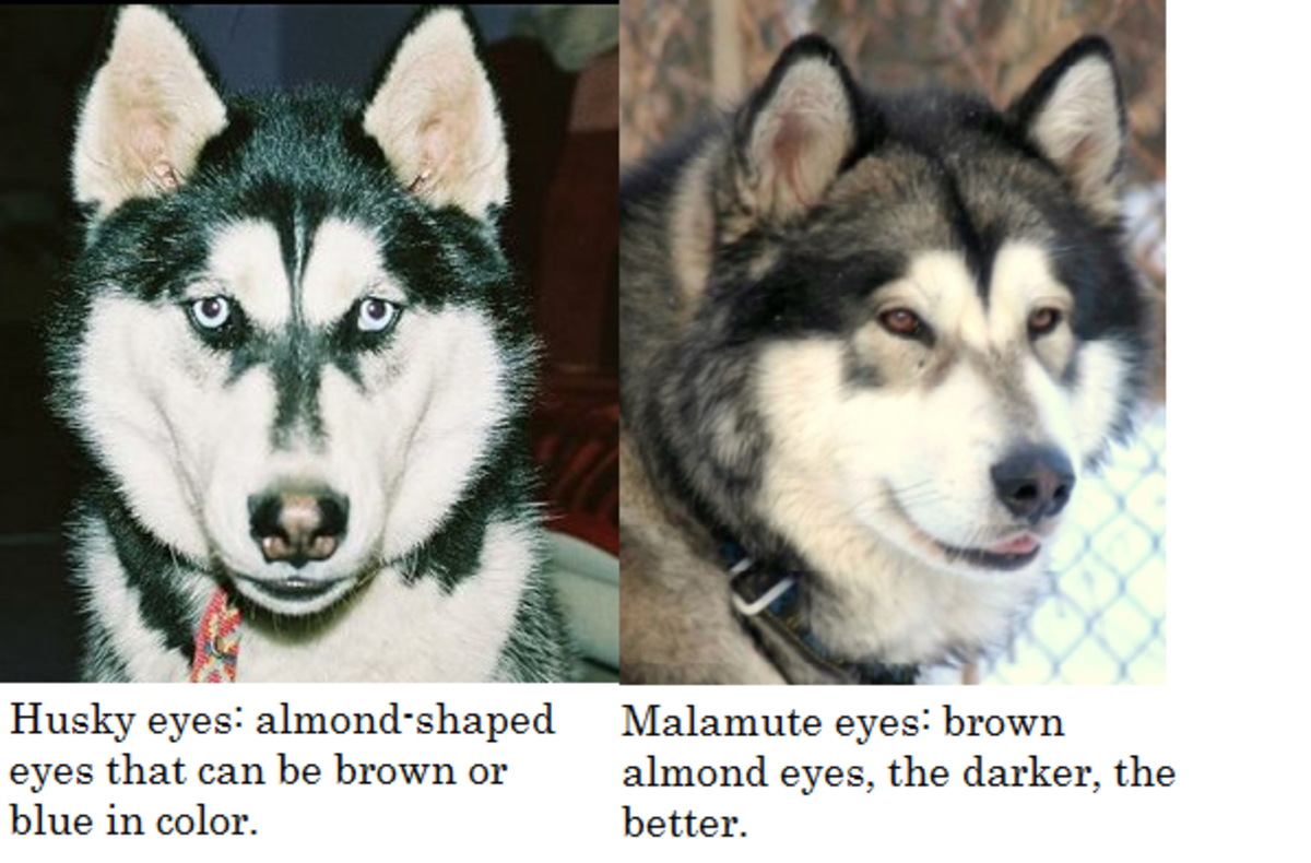 husky versus malamute eyes
