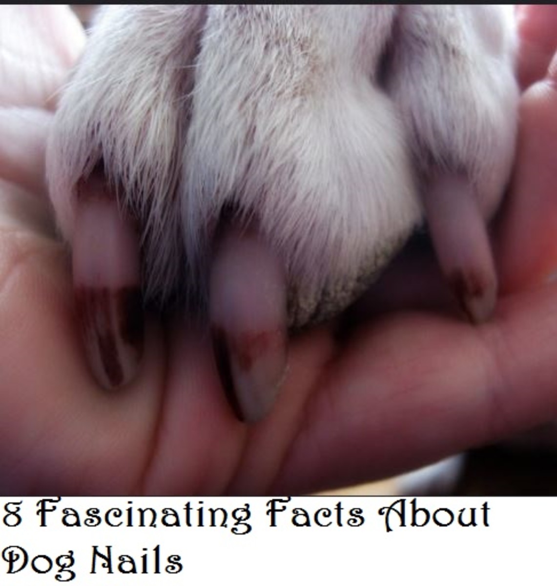 12 Interesting Facts About Dog Nails - Dog Discoveries