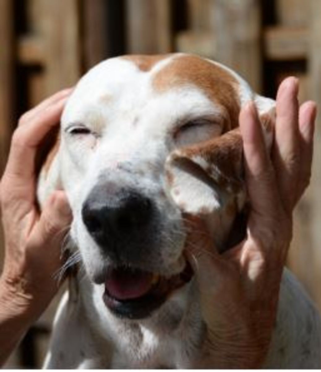 Dogs should perceive hands as sources of good things.