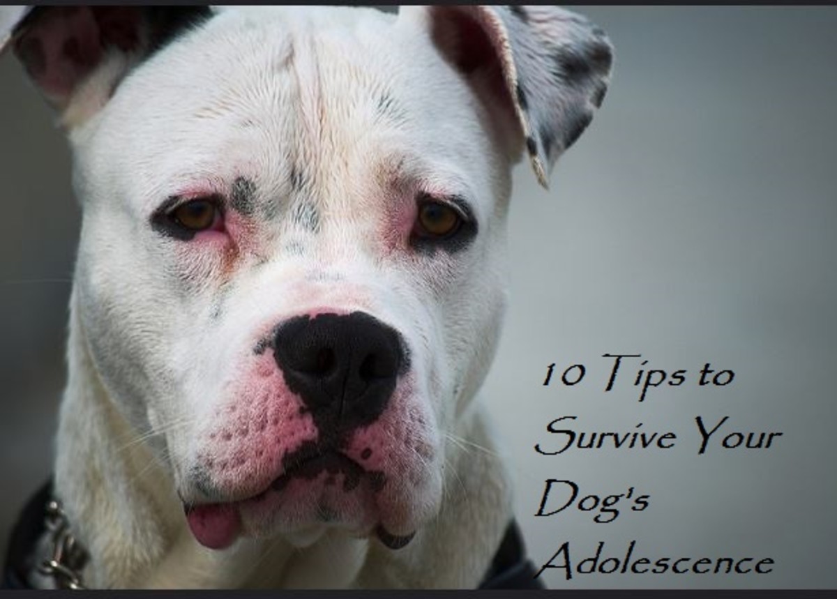 dog adolescence tips