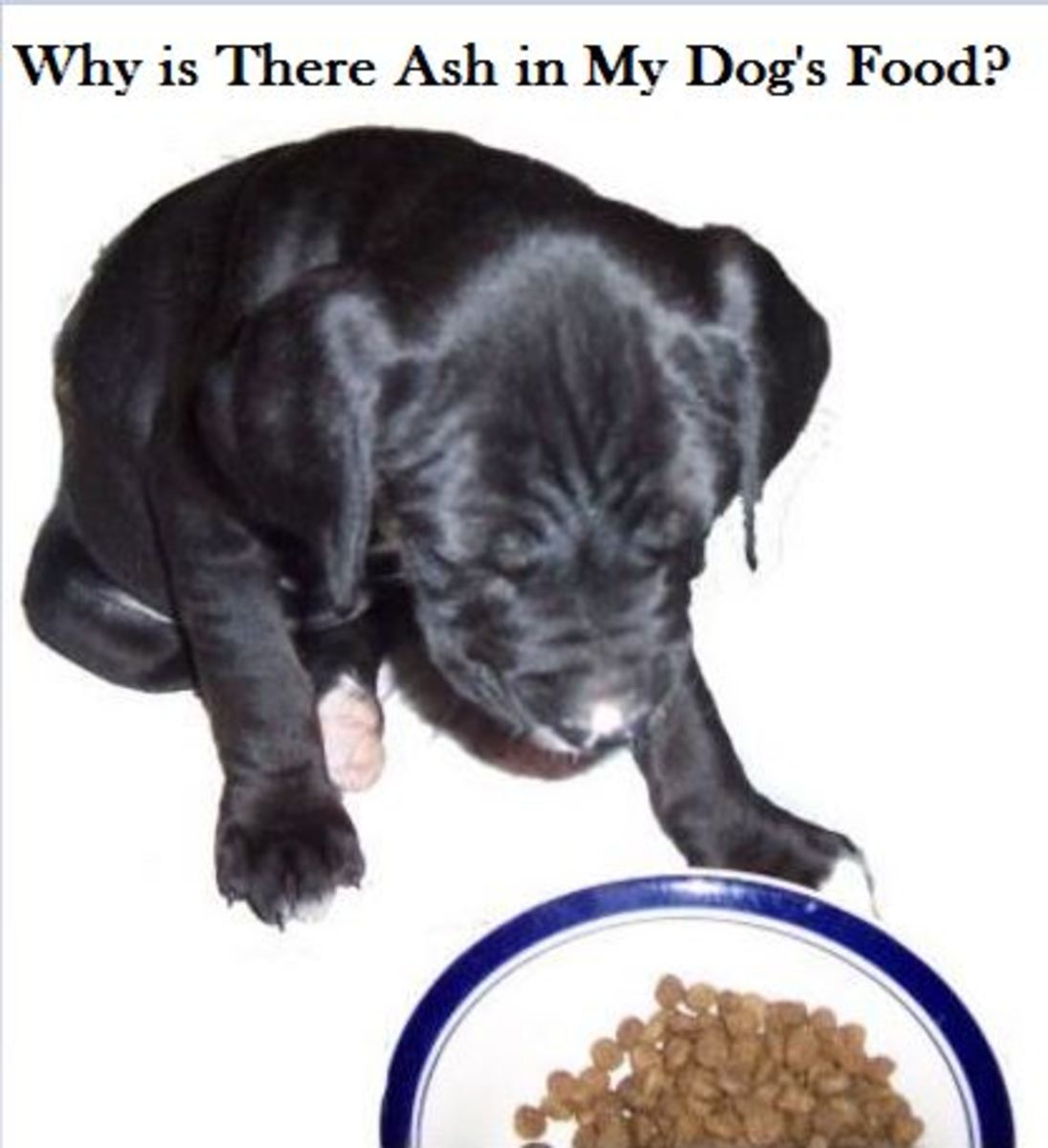 ash-in-dog-food