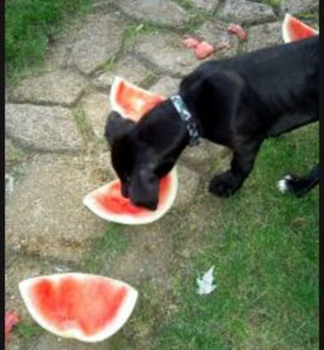 dog watermelon eating