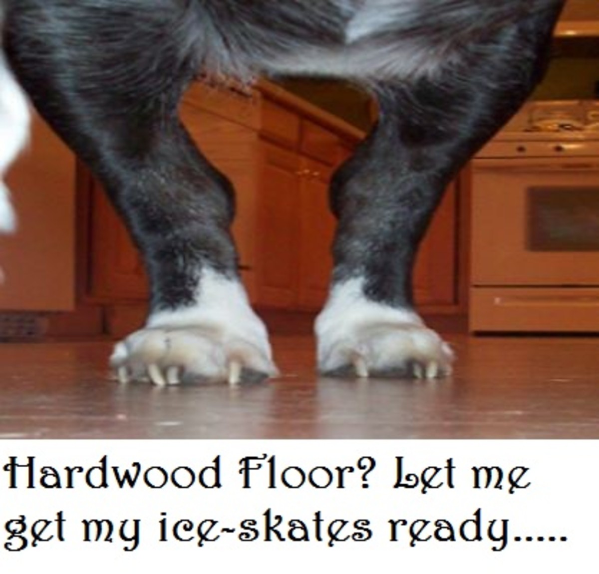 dog hardwood